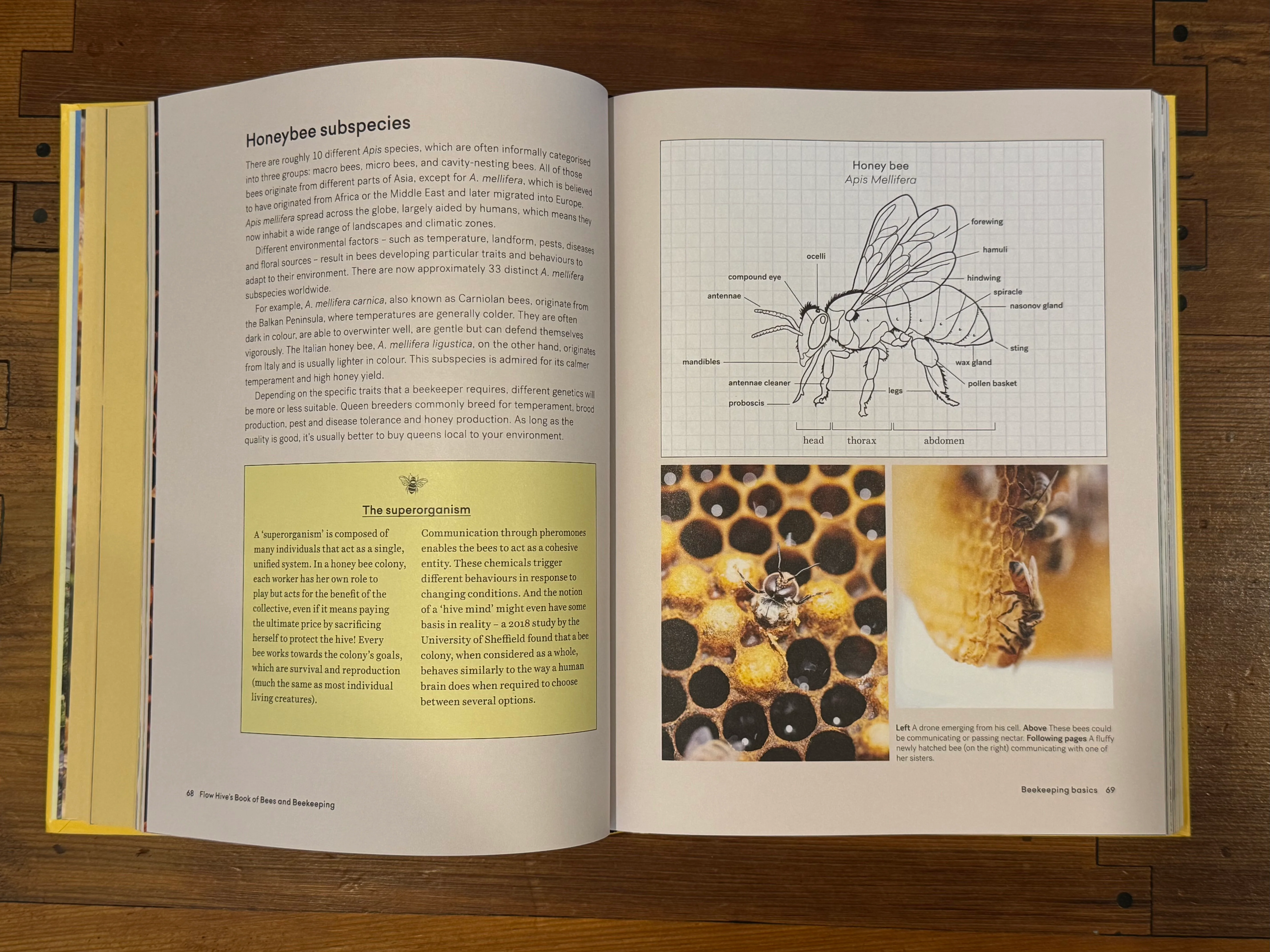 Flow Hive's Book of Bees and Beekeeping - Image 2