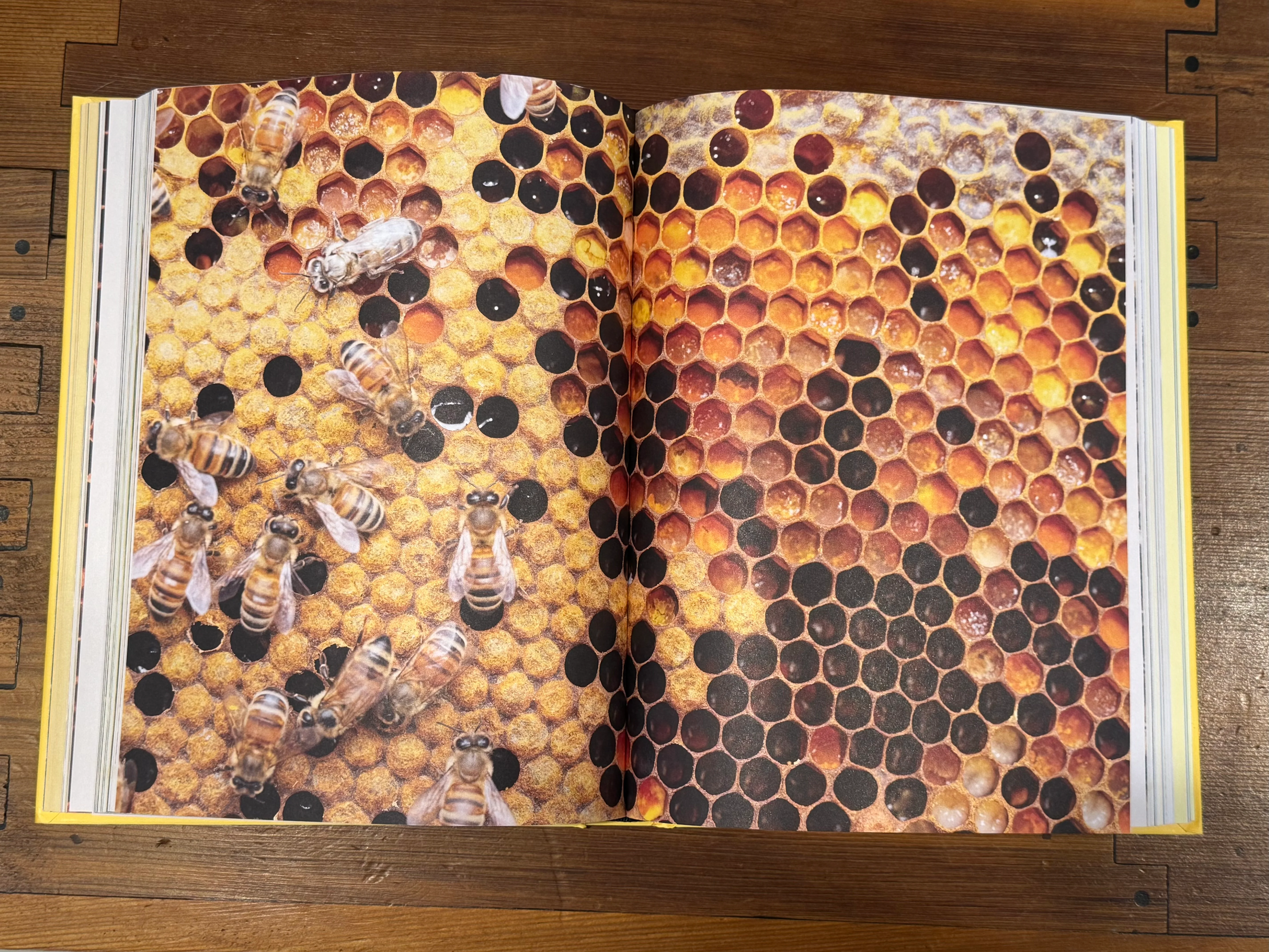 Flow Hive's Book of Bees and Beekeeping - Image 4
