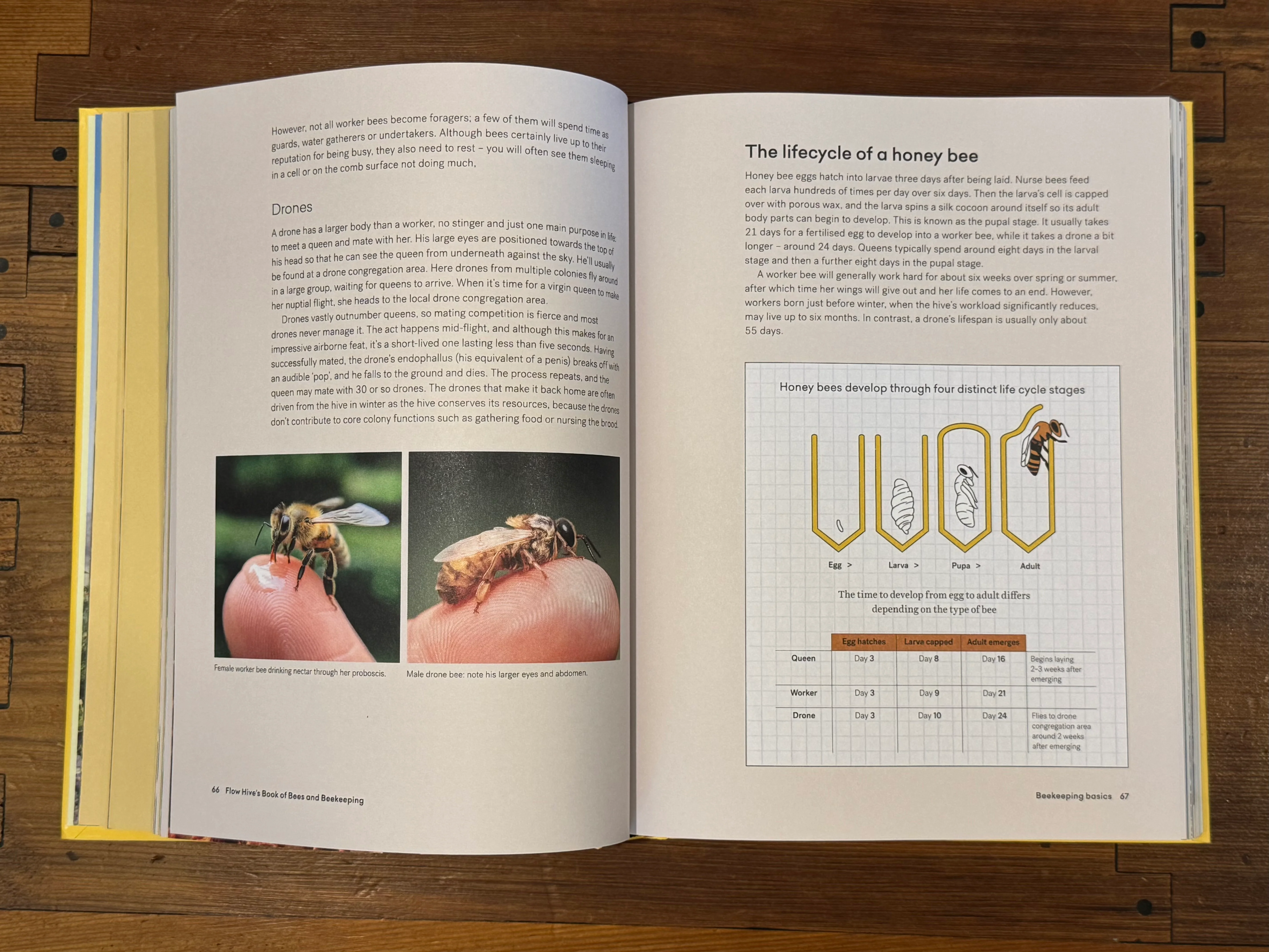 Flow Hive's Book of Bees and Beekeeping - Image 5